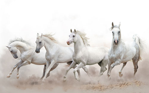 Bible Myth #12: Horses were hamstrung 