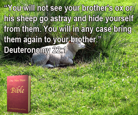 One New Man Daily Word : Deuteronomy 22.1